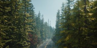 A empty road surrounded by tall trees.