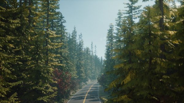A empty road surrounded by tall trees.