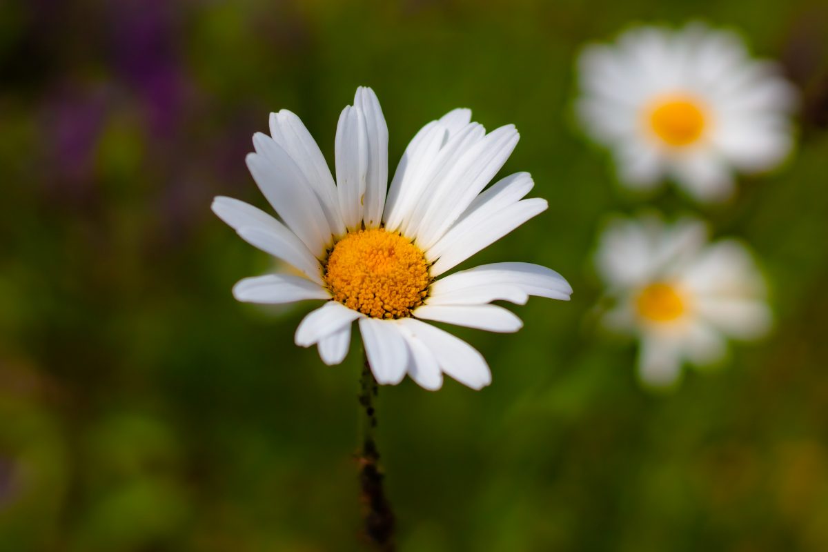 Daisy – Life Is Strange Fans